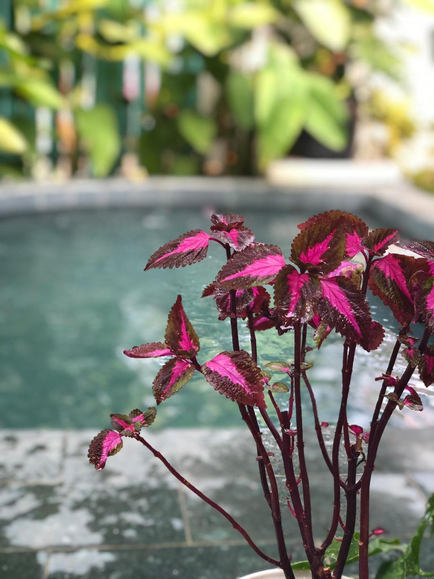 Hoi An Coastal Charm Villa - Jaccuzi Pool - Netflix Tan Thanh Εξωτερικό φωτογραφία